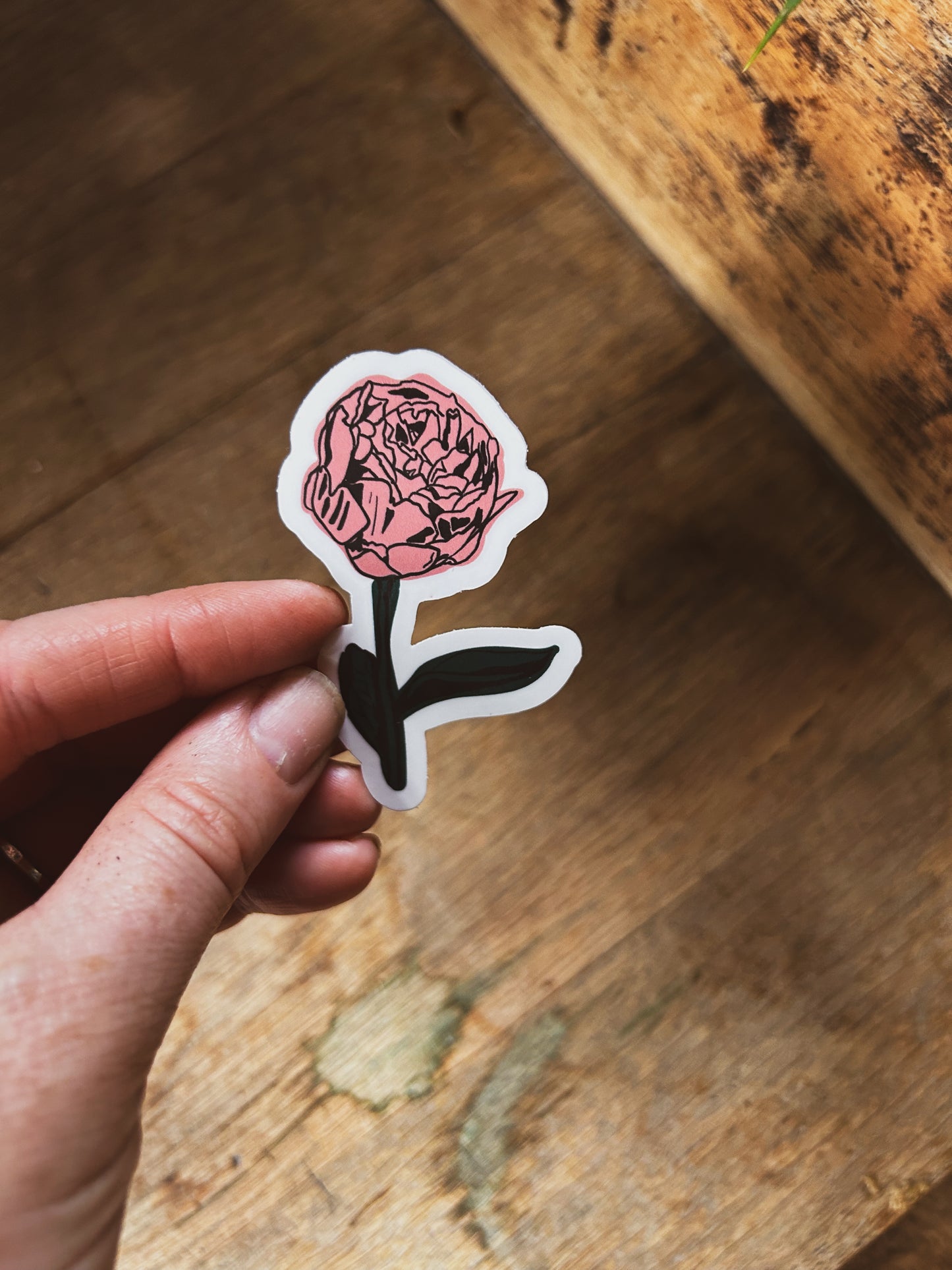 Pink Peony Sticker